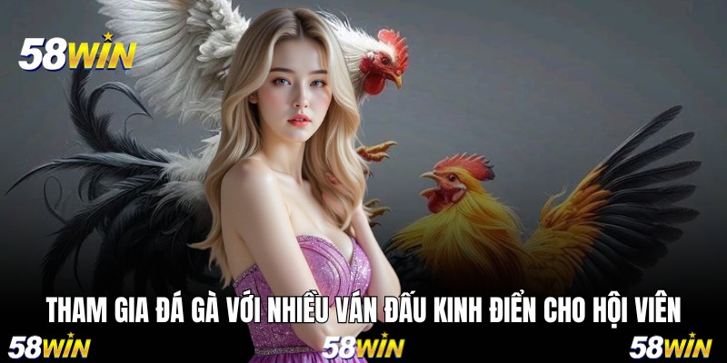 Tham gia đá gà với nhiều ván đấu kinh điển cho hội viên