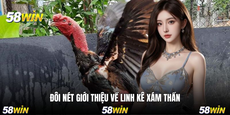 Vài nét chính giới thiệu về linh kê nổi tiếng
