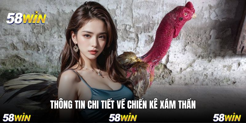 Những thông tin chi tiết khi giới thiệu về chiến kê Xám Thần