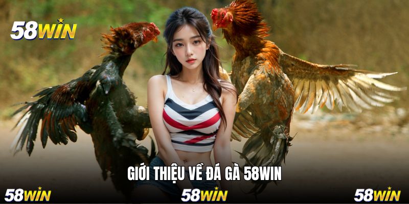 Tổng quan những đặc điểm chính về đá gà trên 58WIN